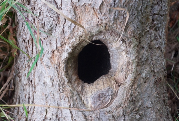 Woodpeckers Nest