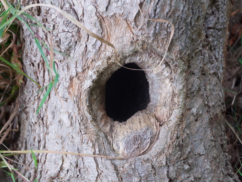 Woodpeckers Nest 