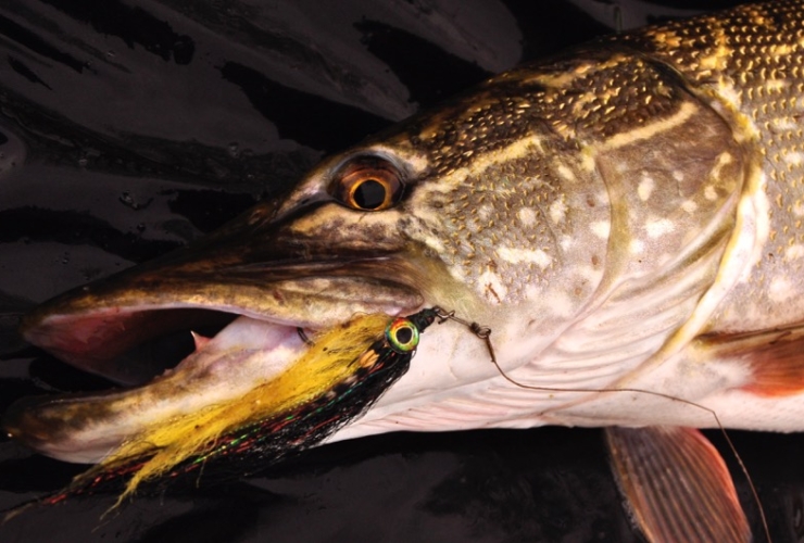 Guided pike fly fishing Devon Somerset