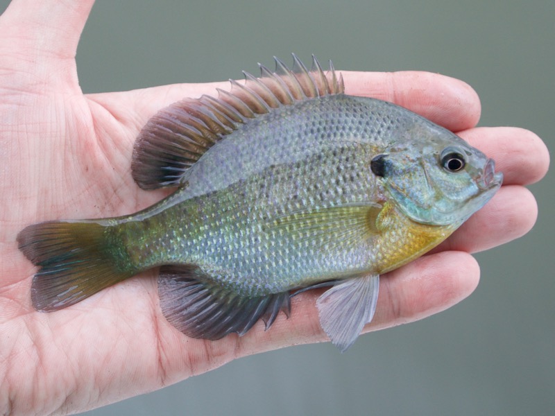 American fishing panfish bluegill