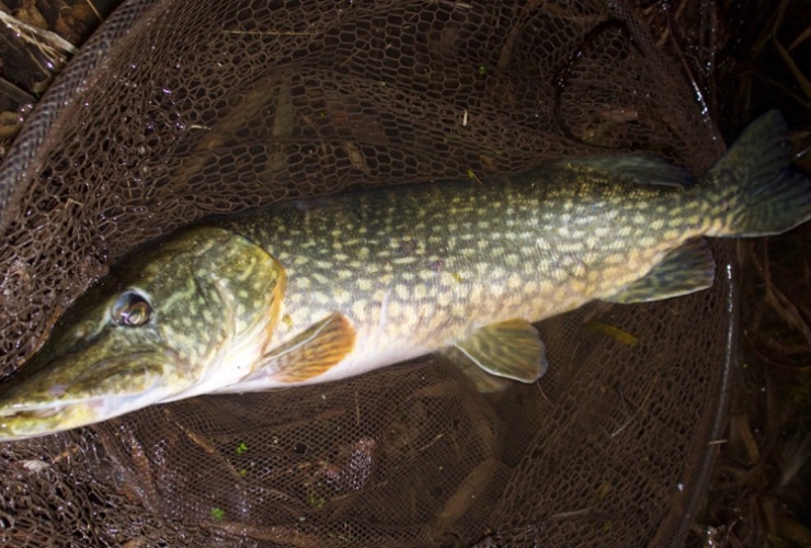 Exeter canal pike
