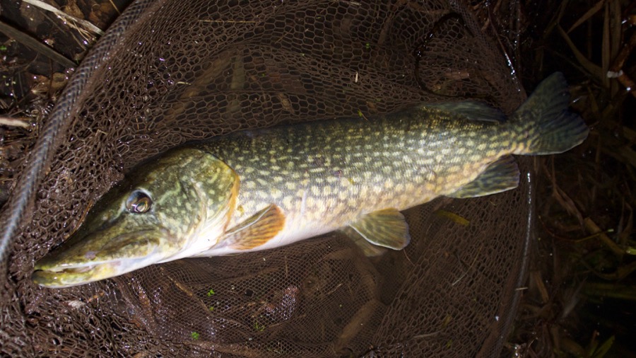 Exeter canal pike