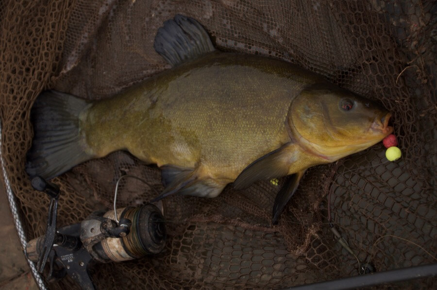 Exeter canal tench fishing