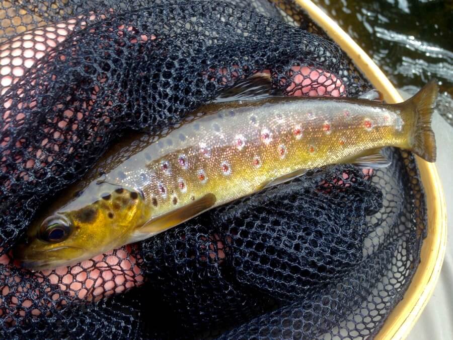 Dartmoor Hexworthy trout fly fishing