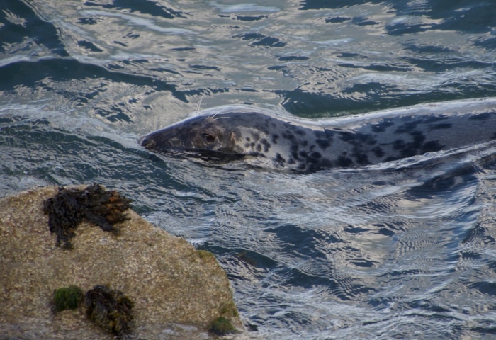 Grey seal Devon south hams