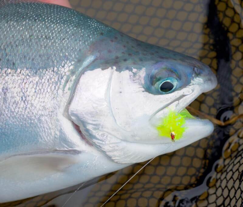 Blue trout Devon