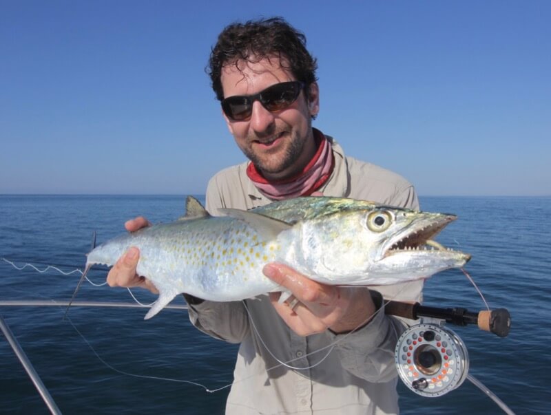 spanish mackerel on fly fishing