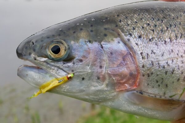 Hawkridge reservoir fly fishing lessons rainbow trout
