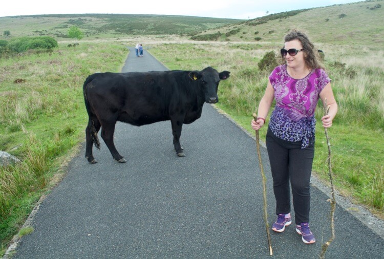 Dartmoor cattle walks Avon Dam