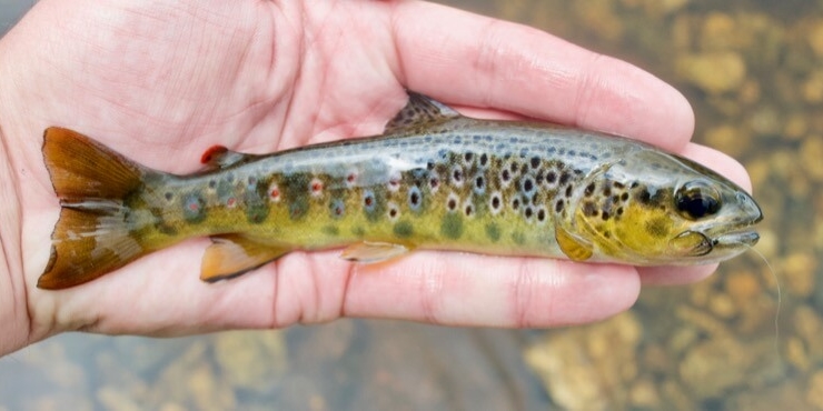 wild brown trout fishing Dartmoor Avon Dam
