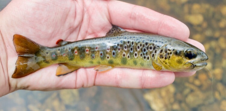 wild brown trout Dartmoor Avon Dam