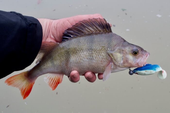 Canal perch fishing with lures