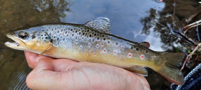 Devon wild trout river Sid