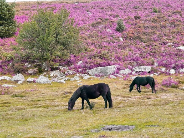 Dartmoor ponies 