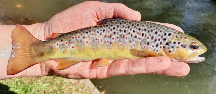 guided fly fishing Devon Exe