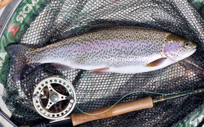Rainbow trout Exmoor somerset UK