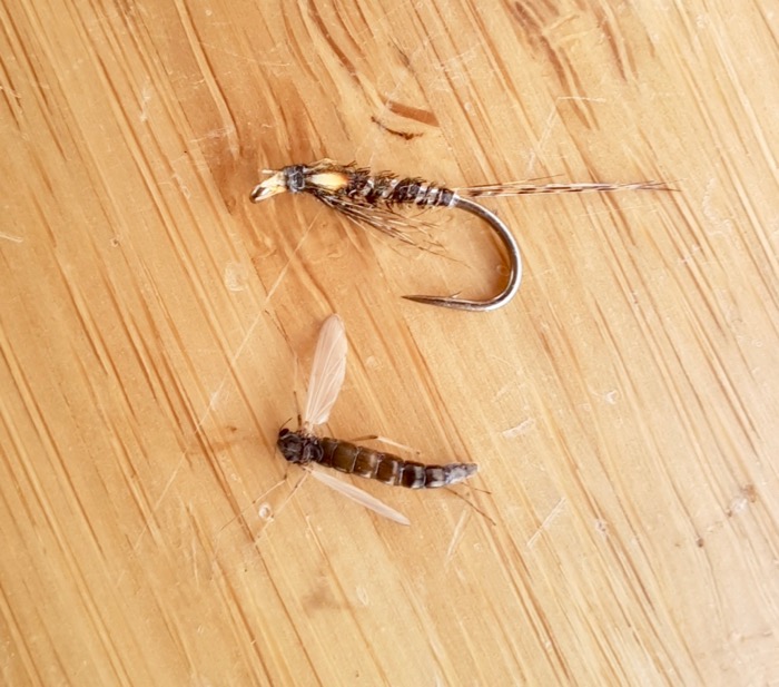 buzzer pattern copy and diawl bach fly