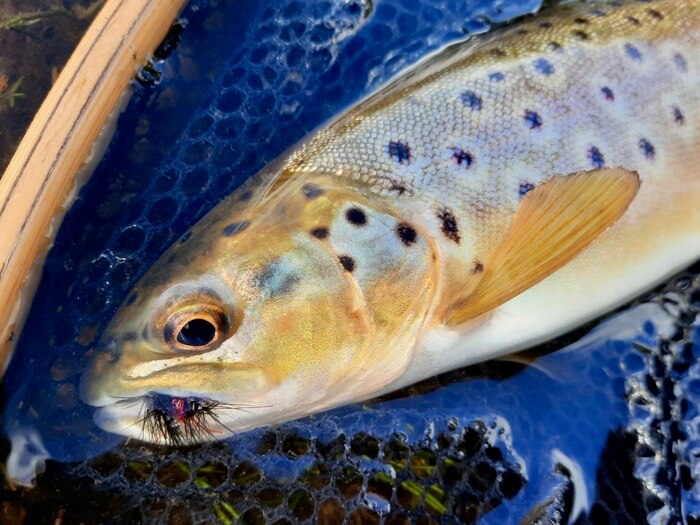 brown trout roadford reservoir Devon fly fishing