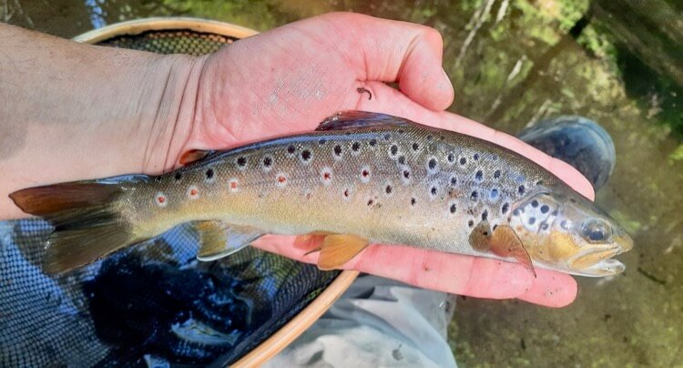 brown trout Upper Teign day ticket fishing