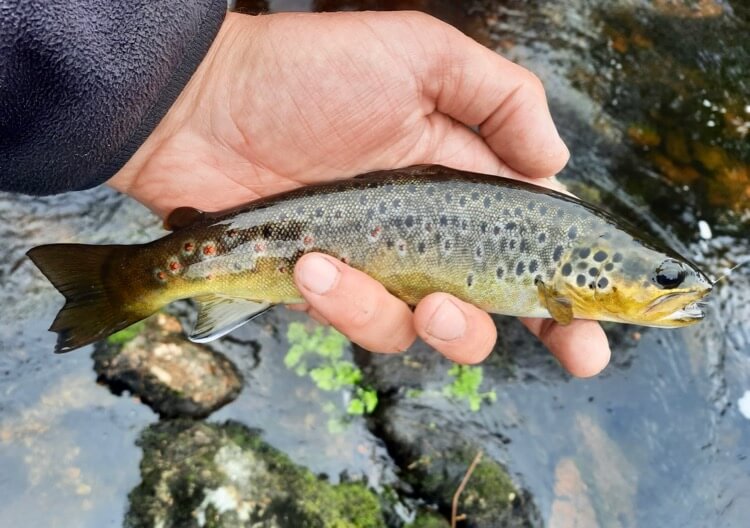 Dartmoor brown trout fishing