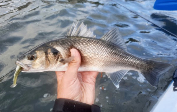 Bass fishing lessons devon