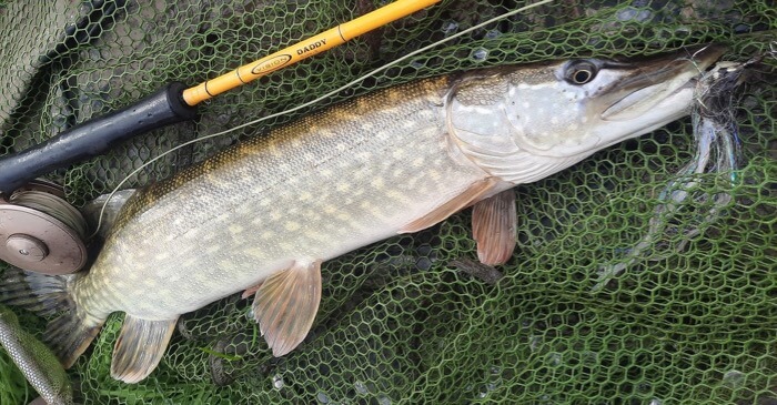 winter river pike on fly