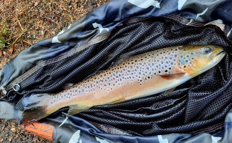 Big brown trout South West Lakes Trust 